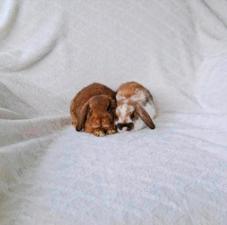 ❤️🧸PRACHTIG, SUPERLIEF RASZUIVER MINILOP HANGOOR KOPPELTJE, Dieren en Toebehoren, Konijnen, Dwerg, Meerdere dieren, 0 tot 2 jaar