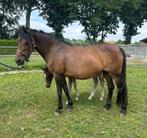 New Forest merrie, Dieren en Toebehoren, Merrie, Gechipt, 11 jaar of ouder, Recreatiepony