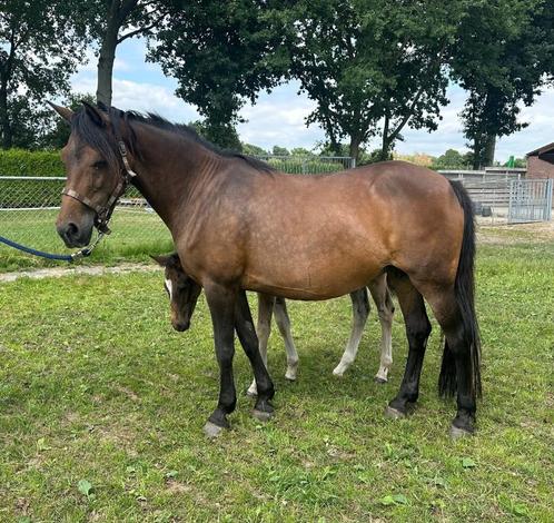 New Forest merrie, Dieren en Toebehoren, Pony's, Merrie, D pony (1.37m tot 1.48m), Recreatiepony, 11 jaar of ouder, Met stamboom