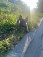 Prachtige pups uit werklijnen, CDV (hondenziekte), 8 tot 15 weken, Meerdere, Meerdere dieren