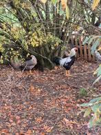 Twentse Hoenders te koop, Meerdere dieren, Kip