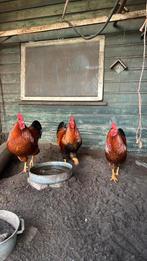 New Hampshire Haan, groot., Meerdere dieren, Kip