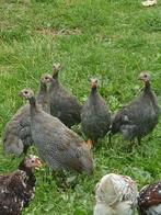5 Parelhoen parelhoenders van dit voor jaar, Dieren en Toebehoren, Pluimvee, Mannelijk, Kip