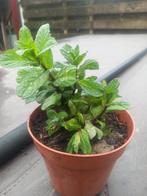 pepermunt plant  pot maat 12x12 cm, Ophalen of Verzenden, Zomer, Vaste plant, Kruiden
