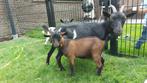 Dwergbokje te koop, Dieren en Toebehoren, Schapen, Geiten en Varkens, Mannelijk, Geit