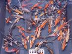 Import HQ Butterfly koi / Vlinderkoi 14 / 17 cm Koidreams, Dieren en Toebehoren, Vissen | Vijvervissen, Karper of Koi