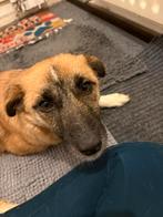 Ter adoptie Lara een schattig klein hondje, Dieren en Toebehoren, Particulier, Buitenland, Teef, Parvo