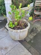 Vintage betonnen bloembak met hortensia, Tuin en Terras, Ophalen, Heikant 21 Kaatsheuvel, Minder dan 60 cm, Tuin