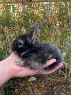 Agouti full face engels angora rammetje, Mannelijk, Middelgroot, Hangoor, 0 tot 2 jaar