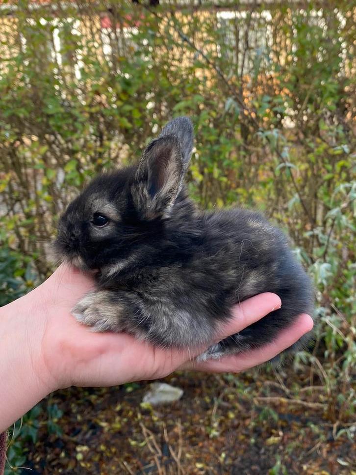Agouti full face engels angora rammetje, Dieren en Toebehoren, Konijnen, Middelgroot, Mannelijk, 0 tot 2 jaar, Hangoor