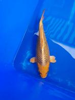 Ki matsuba te koop, Karper of Koi