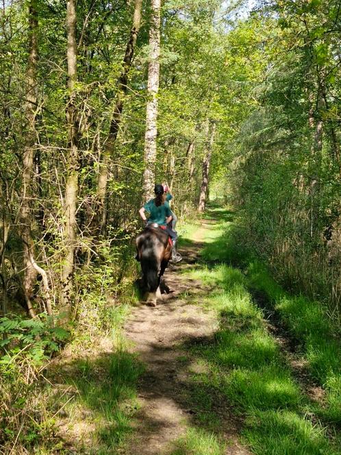 Kleinschalige paddock paradise / pensionstal aan het bos, Dieren en Toebehoren, Stalling en Weidegang, Opfok, Stalling, Weidegang