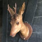 Opgezet hertenkopje, Ophalen of Verzenden