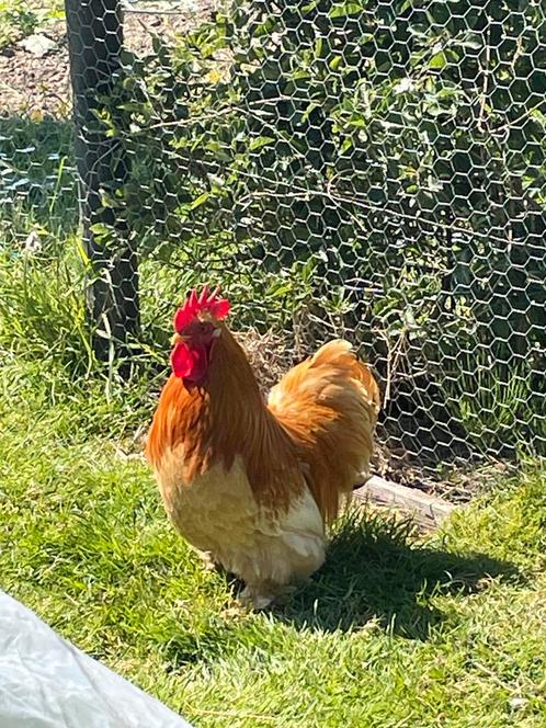 Cochin kriel toom kippen haan en 5 hennen gezond biologisch, Dieren en Toebehoren, Pluimvee, Kip, Meerdere dieren