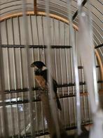 Sporophilla torqueola ( rowti twatwa picolet), Dieren en Toebehoren, Vogels | Overige Vogels, Mannelijk