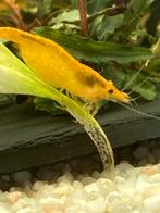 Oranje garnalen, Dieren en Toebehoren, Vissen | Aquariumvissen, Kreeft, Krab of Garnaal