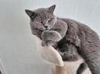 Britse korthaar kater BESCHIKBAAR (kittens gereserveerd), Dieren en Toebehoren, Katten en Kittens | Raskatten | Korthaar, Kater
