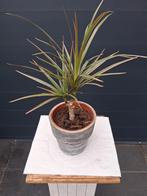 Dracaena Marginata in pot, Huis en Inrichting, Kamerplanten, Ophalen, Overige soorten, Halfschaduw, In pot