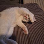 Gouden mandje gezocht voor super lieve kat, Dieren en Toebehoren, Katten en Kittens | Overige Katten, Kater, Kortharig, 0 tot 2 jaar