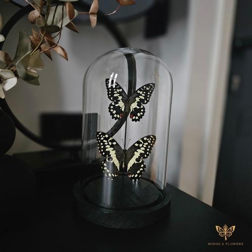 Vlinderstolp/Vlinders in stolp, Huis en Inrichting, Woonaccessoires | Stolpen, Nieuw, Ophalen of Verzenden