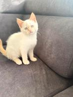 Kitten Britse korthaar x siamese kat, Dieren en Toebehoren, Katten en Kittens | Raskatten | Korthaar, Kater, Ontwormd