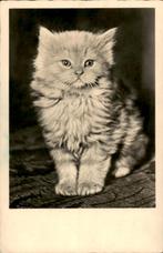 Perzische kat, kitten, Verzenden, 1940 tot 1960, Gelopen, Hond of Kat