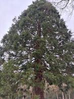 Imposant Stamhout Sequoia - ca. 4m omtrek, Bloeit niet, Overige soorten, 400 cm of meer, Ophalen