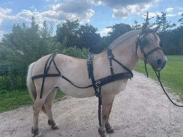Te koop tweespantuig beschikbaar voor biedingen