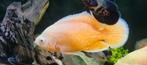 Astronotus accelatus red albino pauwoog chichlide, Dieren en Toebehoren, Vissen | Aquariumvissen, Vis