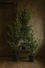 Larix boompjes (kerst), Ophalen of Verzenden, Nieuw