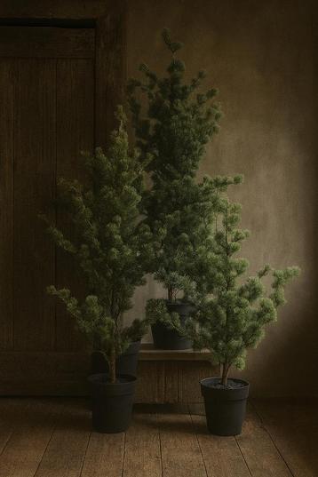 Larix boompjes (kerst) beschikbaar voor biedingen