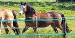 Wels A merrie en Welsh A veulen, Dieren en Toebehoren, Merrie