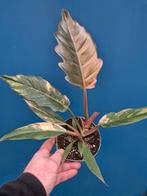 Philodendron Caramel Marble p12 (1)