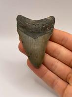 Haaientand megalodon 8.1 centimeter, Verzamelen, Mineralen en Fossielen, Ophalen of Verzenden, Fossiel