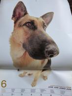 Duitse herder kalender 2008 German shepherd dog, Ophalen of Verzenden, Zo goed als nieuw