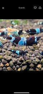 Kleurrijke mix garnalen voor in aquarium starters of kids, Dieren en Toebehoren, Vissen | Aquariumvissen, Kreeft, Krab of Garnaal