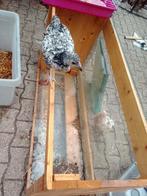 Terrarium voor hamsters ofzo, Dieren en Toebehoren, Knaagdieren en Konijnen | Hokken en Kooien, Ophalen, Overige typen, 90 cm of meer