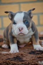 🔥Super mooie American Bully pups tricolor pocket puppies🔥, Dieren en Toebehoren, Overige rassen, 8 tot 15 weken, Meerdere, Meerdere dieren