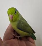 Tamme forpus, Dieren en Toebehoren, Vogels | Parkieten en Papegaaien, Mannelijk, Dwergpapegaai of Agapornis, Geringd