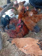 Jonge haantjes x ameraucana (kleurlegger), Dieren en Toebehoren, Mannelijk, Kip