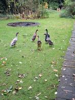 3 woerden te koop, Dieren en Toebehoren, Pluimvee, Meerdere dieren, Kip