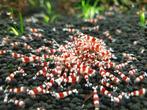 crystal red garnalen / PRL / caridina cantonensis, Dieren en Toebehoren, Kreeft, Krab of Garnaal, Zoetwatervis, Schoolvis