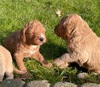 Lieve Labradoodle / Australian labradoodle pups, Overige rassen, 8 tot 15 weken, Parvo, Meerdere