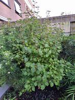Sering struik - 150cm - Voorjaar bloeiend, Tuin en Terras, Planten | Bomen, Halfschaduw, Overige soorten, Lente, 100 tot 250 cm