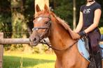 Super brave kinderpony, Dieren en Toebehoren, Merrie, Gechipt, 11 jaar of ouder, Recreatiepony