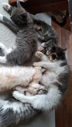 Maincoon kittens met stamboom, Dieren en Toebehoren, 0 tot 2 jaar