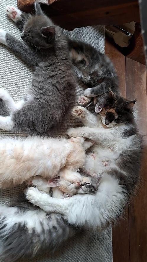 Maincoon kittens met stamboom, Dieren en Toebehoren, Katten en Kittens | Dekkaters, 0 tot 2 jaar
