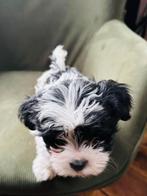 Malthezer pups te koop, Dieren en Toebehoren, Honden | Niet-rashonden, 8 tot 15 weken, Meerdere, Meerdere dieren, Klein