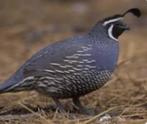 Californise kuifkwartel, Dieren en Toebehoren, Meerdere dieren, Overige soorten