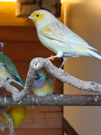 Kanarie agaat geel mozaïek, Mannelijk, Kleurkanarie